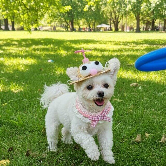 Dog Gift Box – Plush Toy, Hat, Balls & Knitted Collar Set